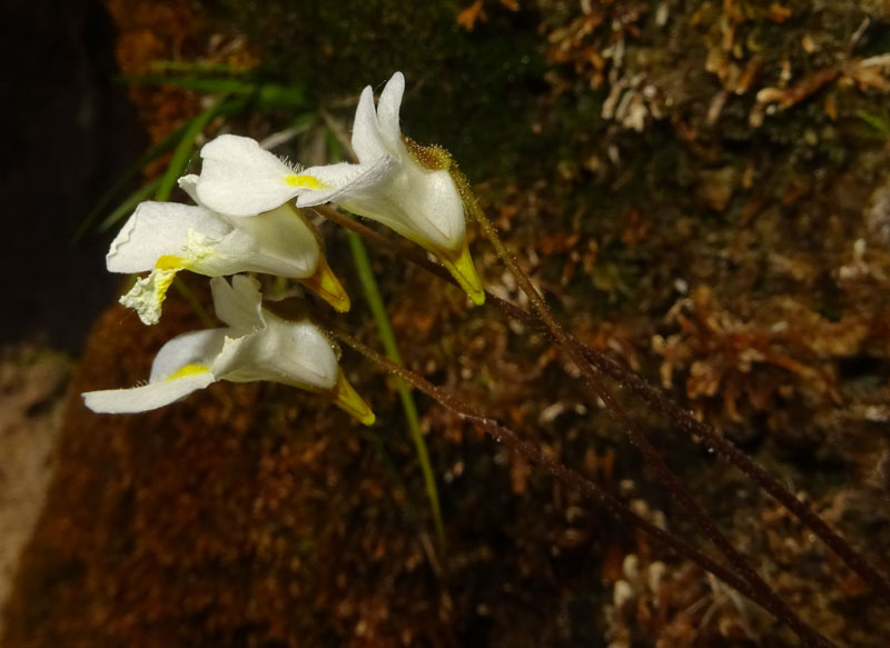 Pinguicula alpina / Pinguicola alpina